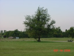 tree.jpg