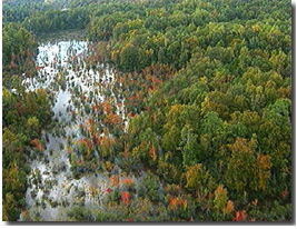 King William Co Marsh