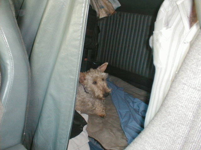 Dave's white Scottie.