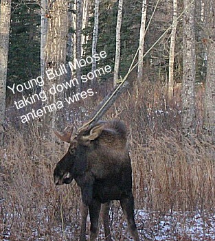 Moose in antenna ropes