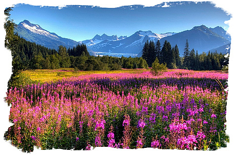 Fireweed