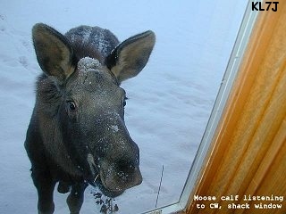 Moose calf OP