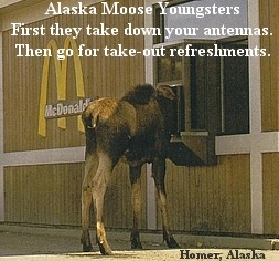 Moose ordering a McDonalds