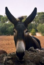 Envías QSL por burro?