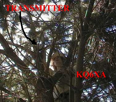 Transmitter Hidden 12ft up in a Tree