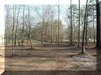 backyard 1.jpg (81414 bytes)