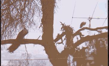 View of Monoband yagi 3 elem. 20m between the trees and the real turkeys