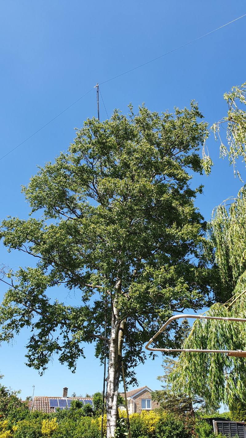 dipoletree1