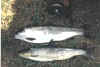 Rainbow and Brown Trout from Destination Pool, West Branch, Delaware River