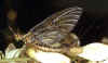 Green Drake