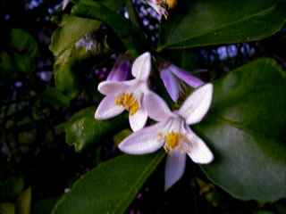 N8paq003.jpg (7308 bytes)