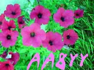 Aa8yy002.jpg (10284 bytes)