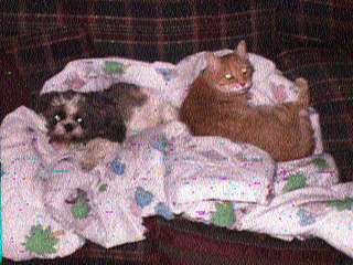 Ki8hn004.jpg (16376 bytes)