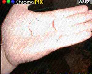 w8fz1.jpg (8995 bytes)