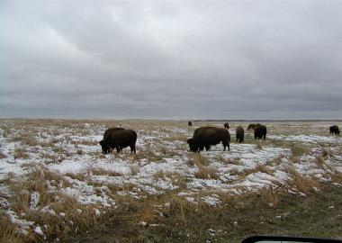 Buffalo herd