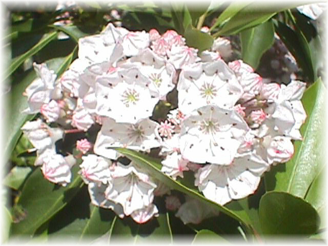 flower4.jpg (62376 bytes)