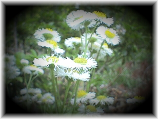 flower5.jpg (54113 bytes)