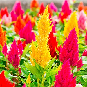 Celosia red and yellow flowers
        like flames.