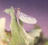 Blue Wing Olive