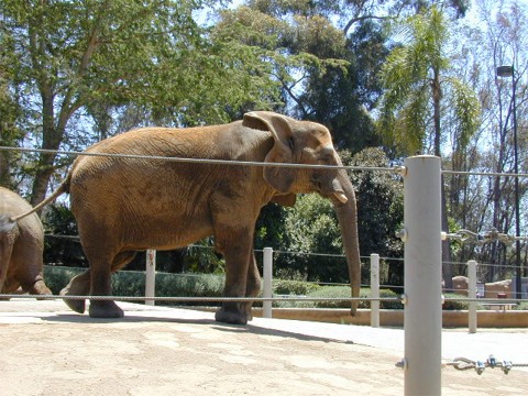 A elephant dancing at San Diego Zoo.