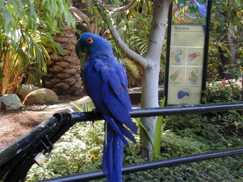 A Beautiful Macaw Parrot at San Diego Zoo.
