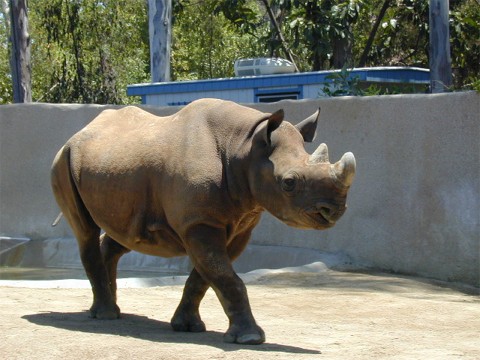 African Rhinoceros at World Famos San Diego Zoo.