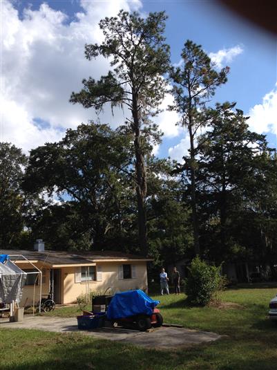 Pine Tree Antennas!