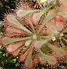 Drosera_capillaris