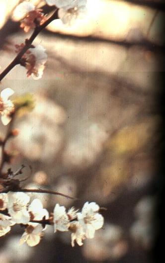 Flowers, Villa Carlos Paz