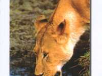 5Z4BK  -  SSB Year: 2003 Band: 10, 17m