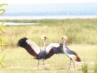 5X4X  -  SSB Year: 2008 Band: 15m