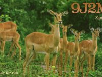 9J2M  -  CW Year: 2008 Band: 10, 12, 15, 17, 30m