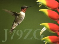 J79ZG  - SSB Year: 2009 Band: 17m Specifics: IOTA NA-101 mainland Dominica