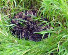 rattlesnake