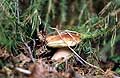 Picking mushrooms is fun