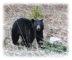 bear.gif (44315 bytes)