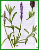 lavande.gif