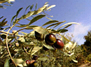 olive.gif