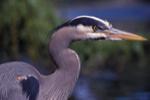 Blue Heron