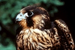 Falcon