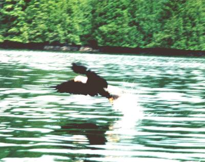 Joyce's Eagle Picture