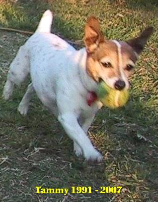 My beloved Tammy 1991 -2007