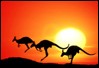 Kangaroos