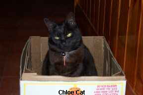 Chloe Cat