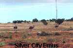 Silver City Emus