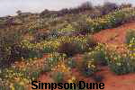 Simpson Dune