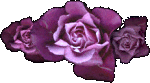 Rose Flower