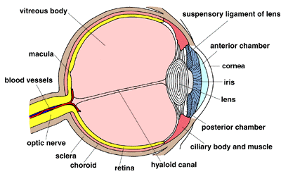 Human Eye