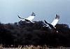 Birds at Bharatpur  sanctuary