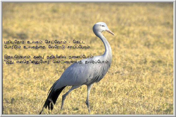 Tamil Saying